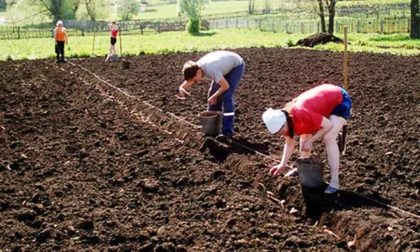 Potato Planting Depth: Soil Preparation and Planting