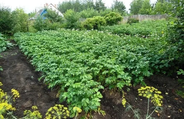 Potato Planting Depth: Soil Preparation and Planting