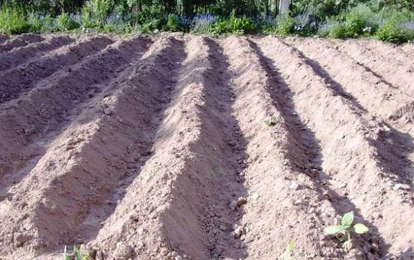 Potato planting schemes: under a shovel, in trenches and others