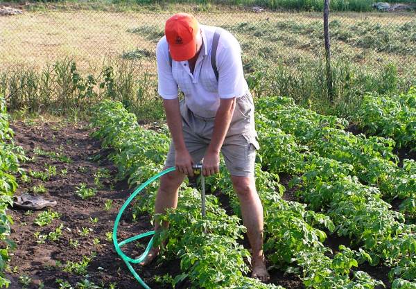 Potato planting schemes: under a shovel, in trenches and others