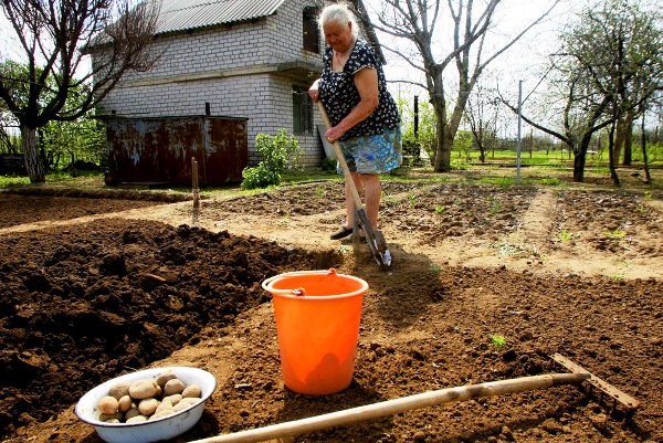 Potato planting schemes: under a shovel, in trenches and others