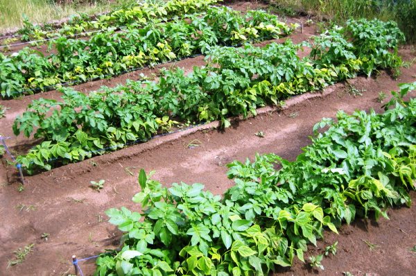 Potato planting schemes: under a shovel, in trenches and others