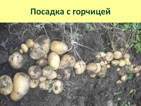 Potato planting schemes: under a shovel, in trenches and others