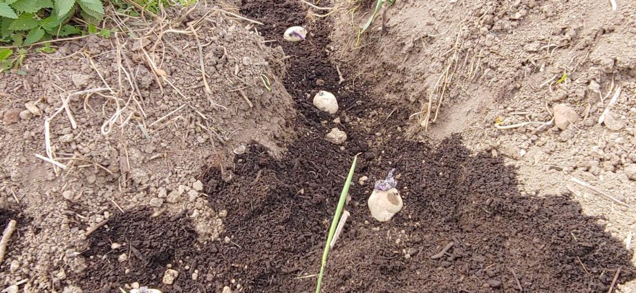 Potato planting schemes: under a shovel, in trenches and others