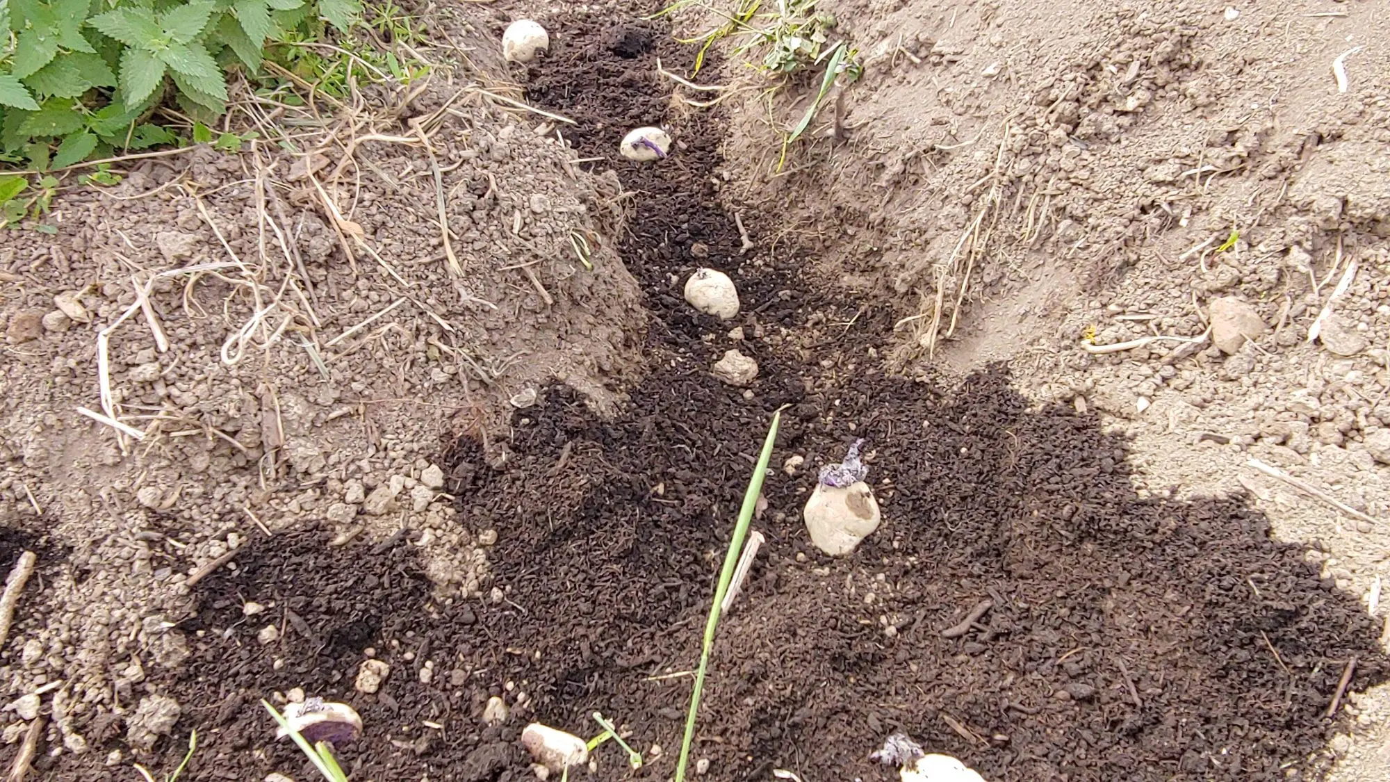 Potato planting schemes: under a shovel, in trenches and others