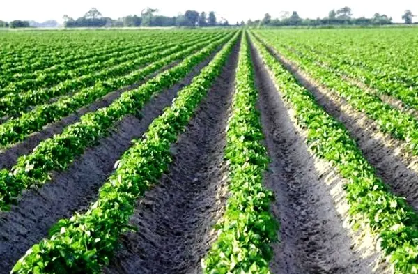 Potato planting technology: overview, types and advantages
