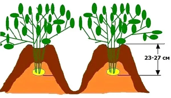 Potato planting technology: overview, types and advantages