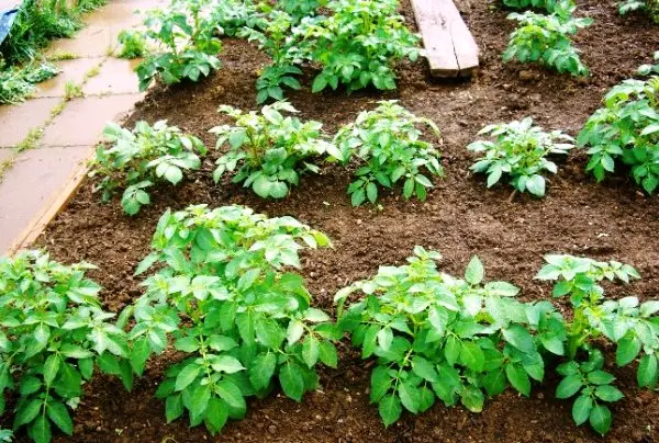 Potato planting technology: overview, types and advantages