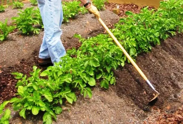 Potato planting technology: overview, types and advantages