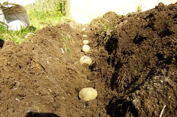 Potato planting technology: overview, types and advantages