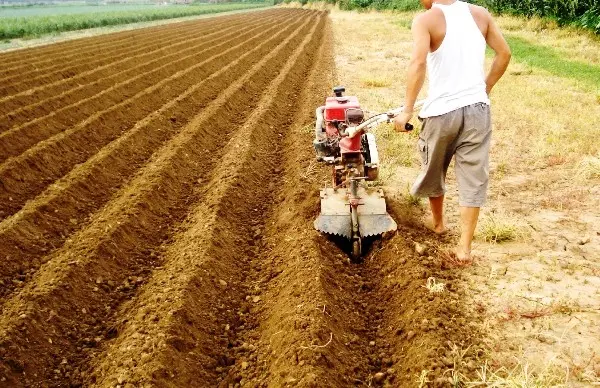 Potato planting technology: overview, types and advantages