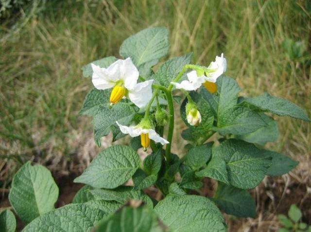 Potato Queen Anne