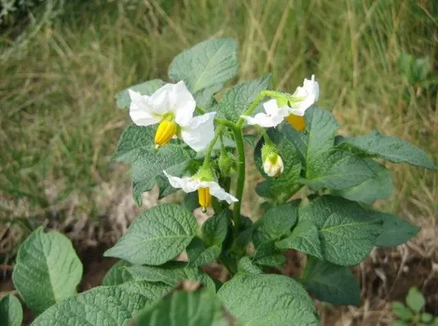 Potato Queen Anne