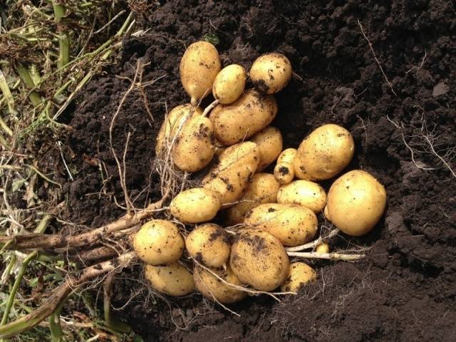 Potato Queen Anne