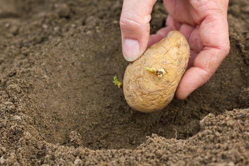 Potato Queen Anne