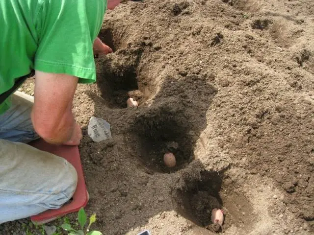 Potato Queen Anne
