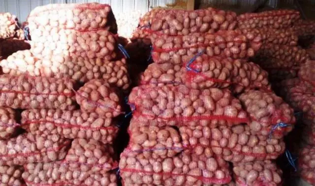 Potato Red Lady