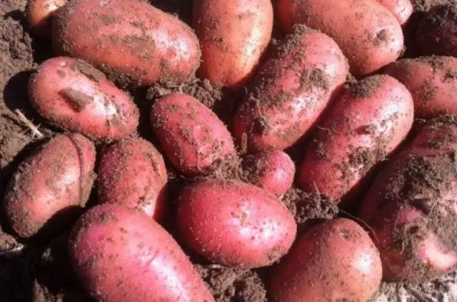 Potato Red Lady