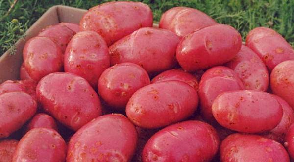 Potato Red Scarlet