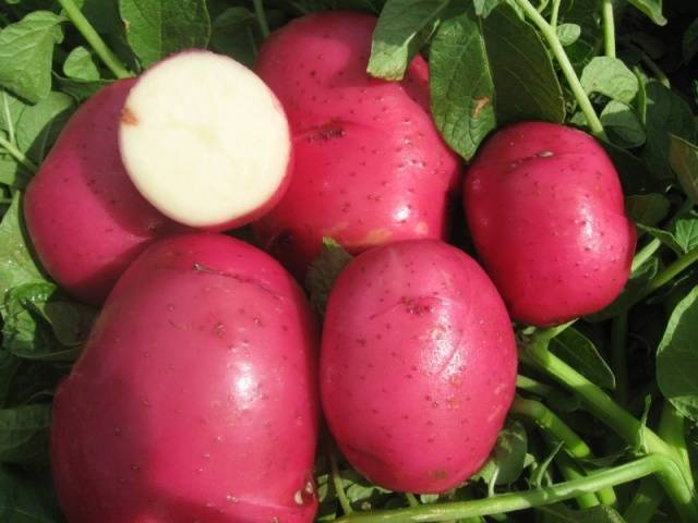 Potato Red Scarlet