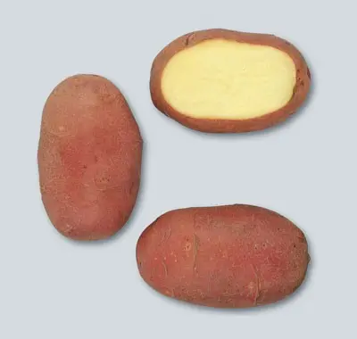 Potato Red Scarlet