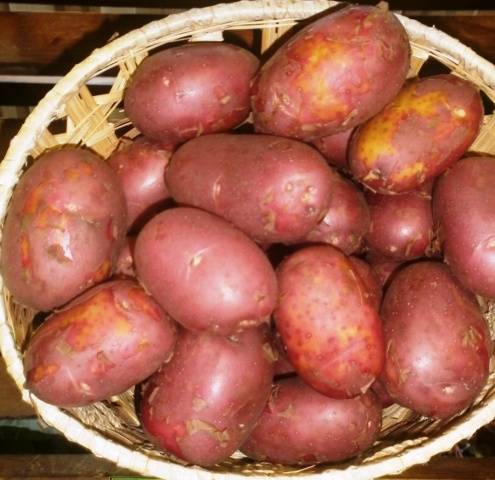 Potato Red Sonya