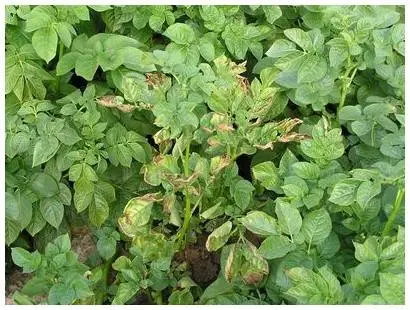 Potato ring rot control measures