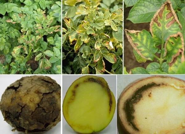 Potato ring rot control measures