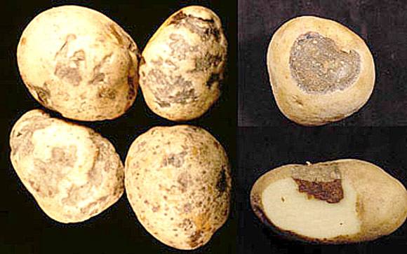 Potato ring rot control measures