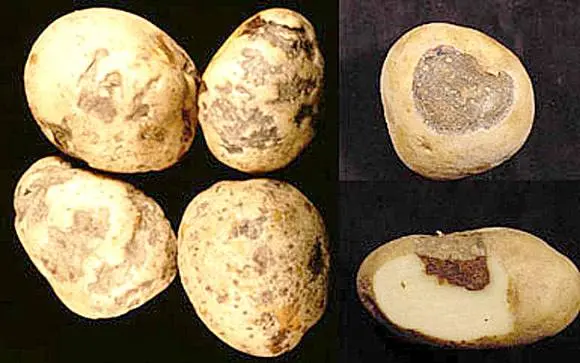 Potato ring rot control measures