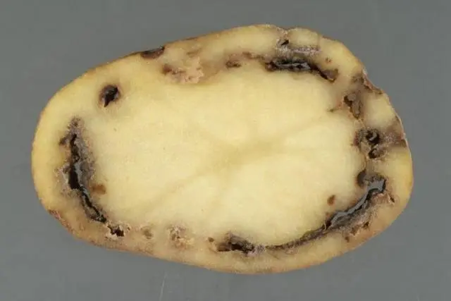 Potato ring rot control measures