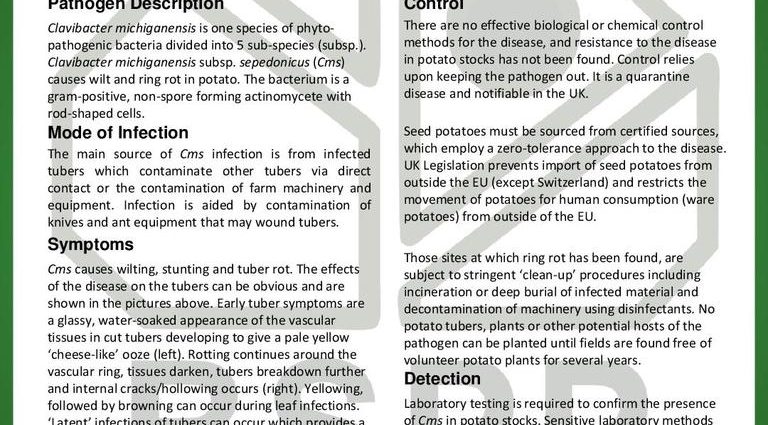 Potato ring rot control measures