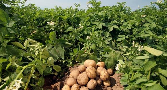 Potato ring rot control measures