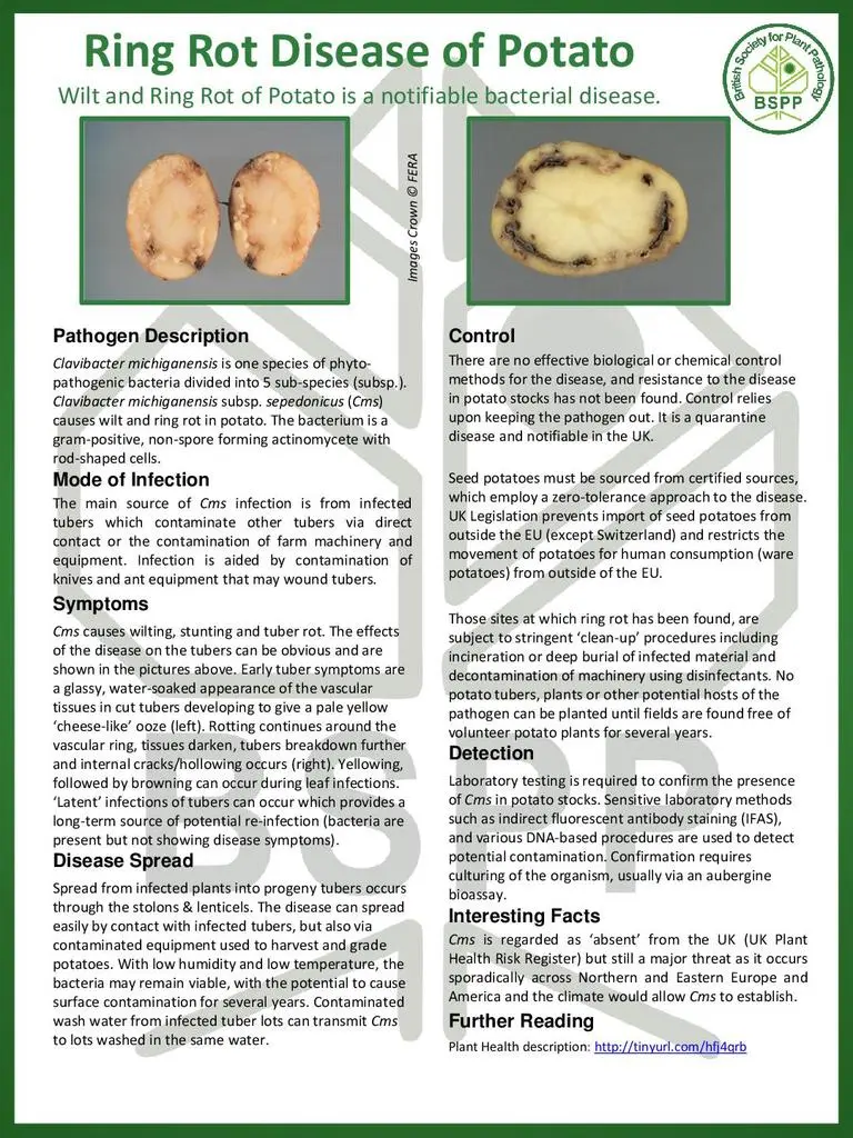 Potato ring rot control measures