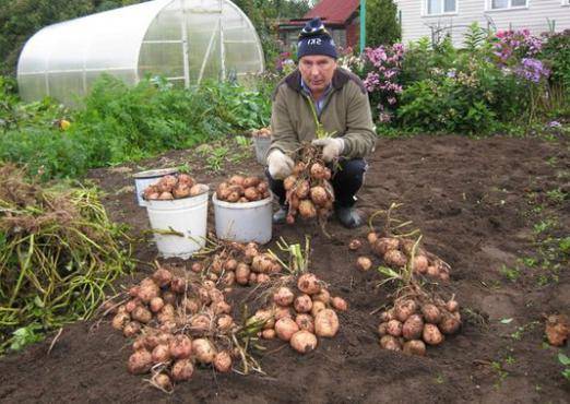 Potato Ryabinushka 