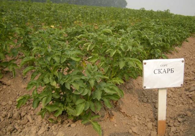 Potato Skarb: characteristics of the variety, reviews