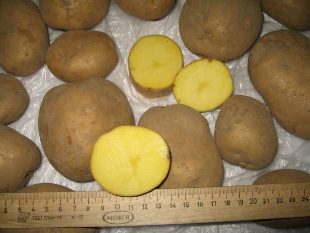 Potato Skarb: characteristics of the variety, reviews