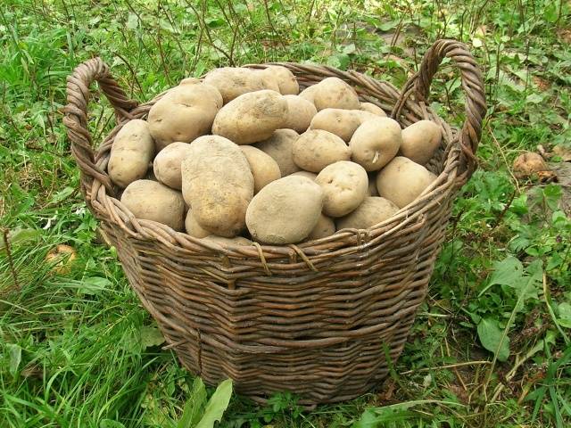 Potato Skarb: characteristics of the variety, reviews