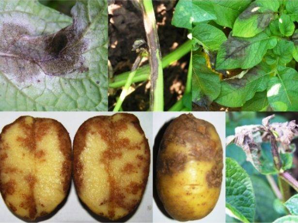 Potato Skarb: characteristics of the variety, reviews