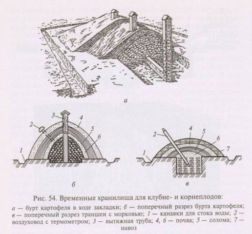 Potato storage conditions 