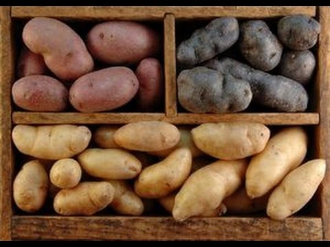 Potato storage conditions 