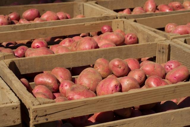 Potato storage conditions 