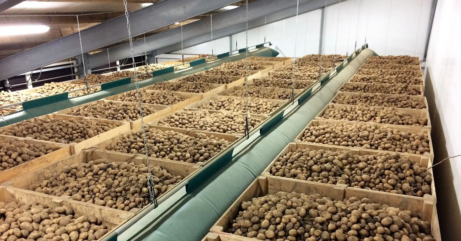 Potato storage conditions 