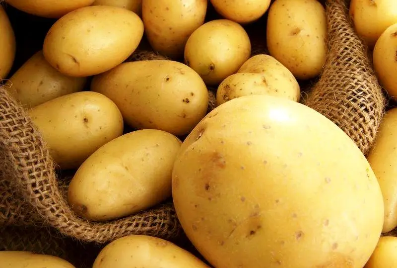 Potato storage: methods and correct conditions for laying