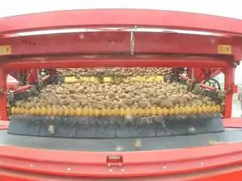 Potato storage: methods and correct conditions for laying