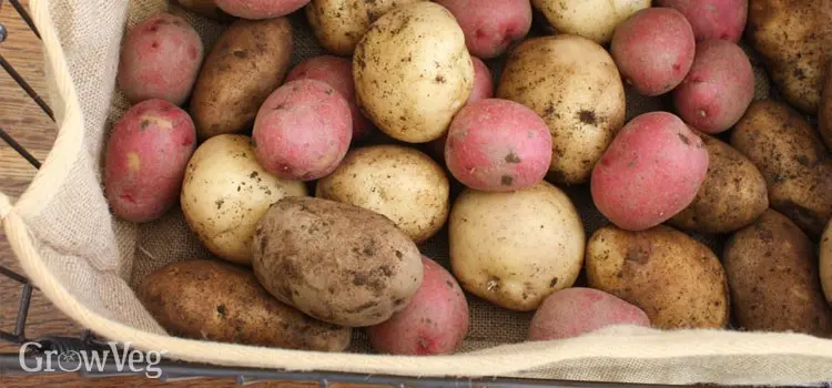 Potato storage: methods and correct conditions for laying