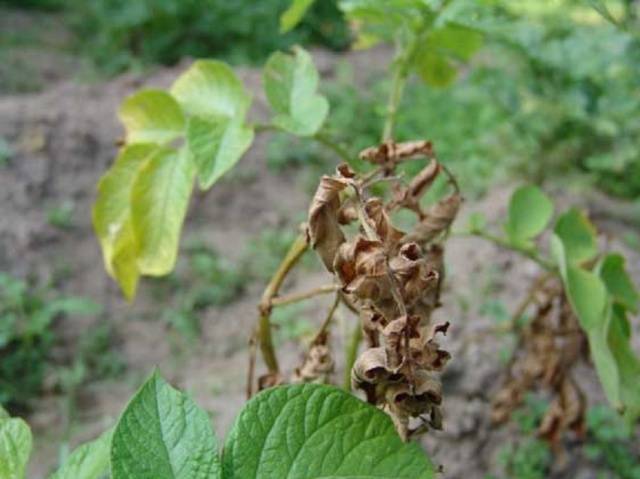 Potato tops turned black: what to do 