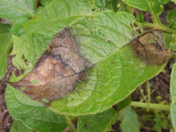 Potato tops turned black: what to do 