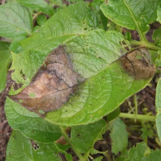 Potato tops turned black: what to do 