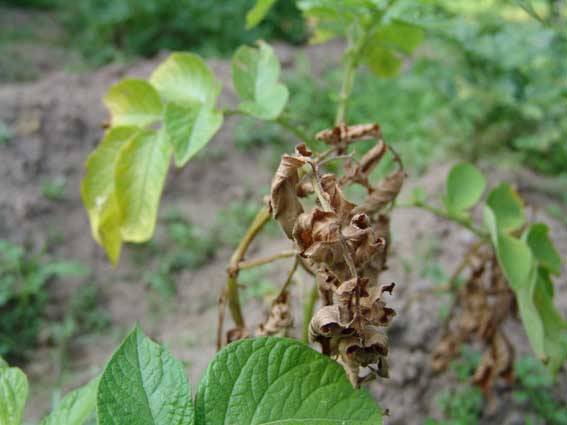 Potato tops wither: what to do